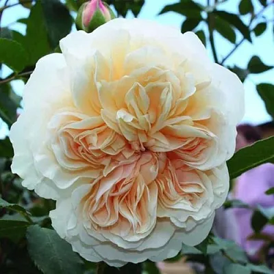 Саженцы роз ЛИЧФИЛД ЭНДЖЕЛ английская  Саженцы роз ЛИЧФИЛД ЭНДЖЕЛ английская в Истре