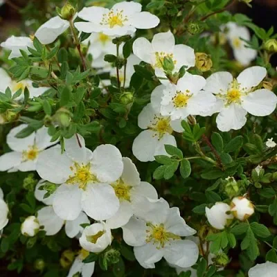 Лапчатка АББОТСВУД кустарниковая в Истре