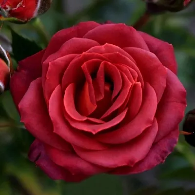 Саженцы роз ЧОКОЧИНО спрей  Саженцы роз ЧОКОЧИНО спрей в Истре