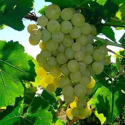 Виноград КИШМИШ МУСКАТНЫЙ  Виноград КИШМИШ МУСКАТНЫЙ в Истре