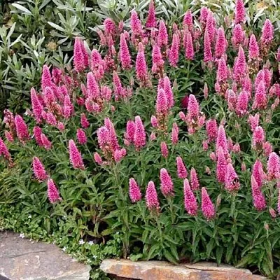 Вероника РОЗЕА колосковая в Истре