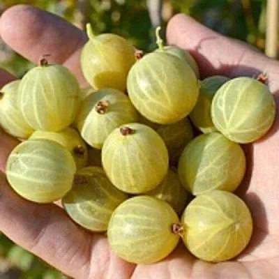 Крыжовник БЕРИЛЛ  Крыжовник БЕРИЛЛ в Истре