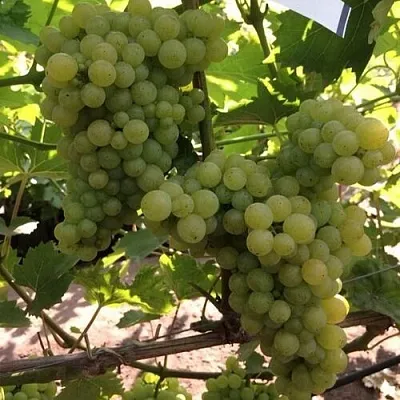 Виноград КИШМИШ 311  Виноград КИШМИШ 311 в Истре