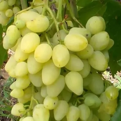 Виноград ЗАРНИЦА  Виноград ЗАРНИЦА в Истре