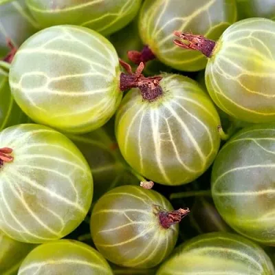 Крыжовник   Крыжовник  в Истре