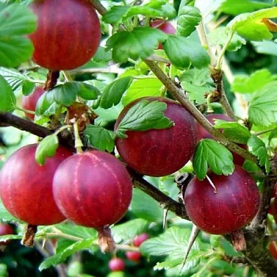 Крыжовник КОНСУЛ  Крыжовник КОНСУЛ в Истре