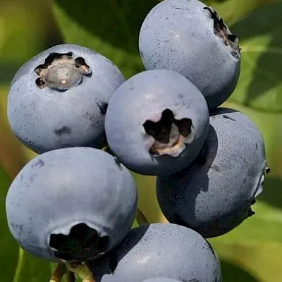 Голубика ЧАНДЛЕР  Голубика ЧАНДЛЕР в Истре