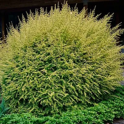 Жимолость в Истре