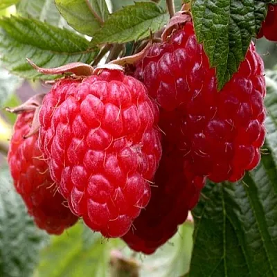 Малина КВЕЛЛИ  Малина КВЕЛЛИ в Истре