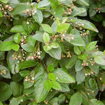 Кизильник блестящий в Истре