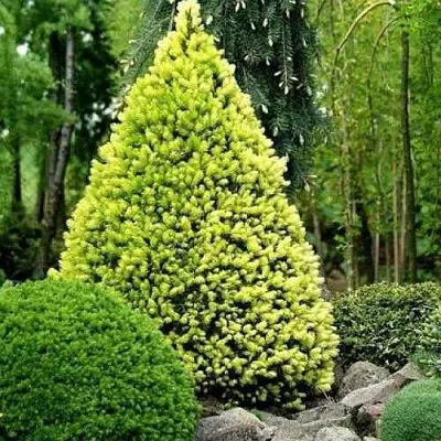 Ель РЕЙНБОУЗ ЭНД сизая  Ель РЕЙНБОУЗ ЭНД сизая в Истре