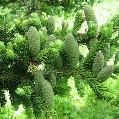 Пихта белая  Пихта белая в Истре