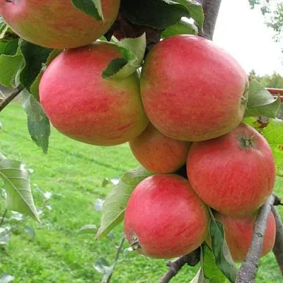 Яблоня ПИККОЛО в Истре