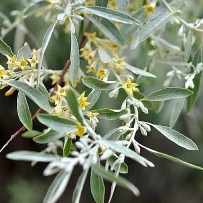 Лох в Истре