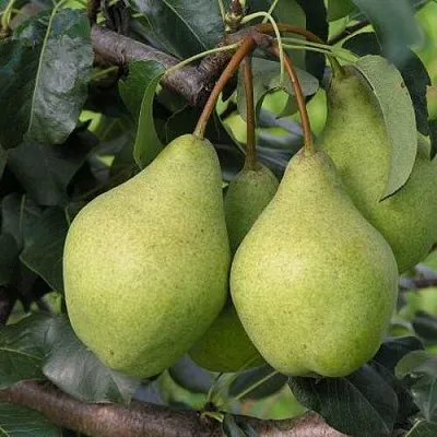 Груша ОРЛОВСКАЯ ЛЕТНЯЯ в Истре