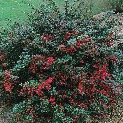 Барбарис РЕД ДЖЕВЕЛ средний   Барбарис РЕД ДЖЕВЕЛ средний  в Истре