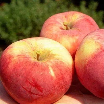 Яблоня ОРЛОВИМ  Яблоня ОРЛОВИМ в Истре