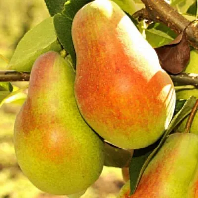 Груша РУССКАЯ КРАСАВИЦА (КРАСАВИЦА ЧЕРНЕНКО) в Истре