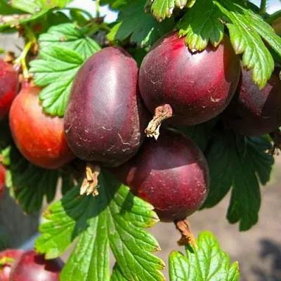 Крыжовник ЧЕРНОСЛИВОВЫЙ  Крыжовник ЧЕРНОСЛИВОВЫЙ в Истре