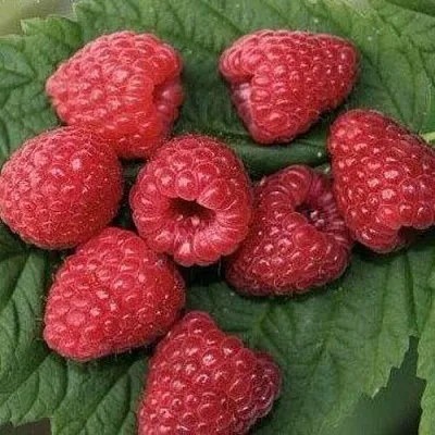 Малина ЗЮГАНА в Истре