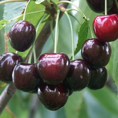 Черешня ЛЮБИМИЦА АСТАХОВА  Черешня ЛЮБИМИЦА АСТАХОВА в Истре