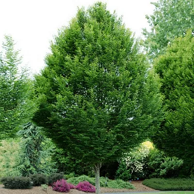 Граб  Граб в Истре