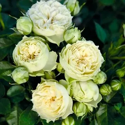 Саженцы роз БЛАНШЕТТ спрей  Саженцы роз БЛАНШЕТТ спрей в Истре