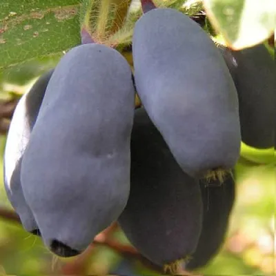 Жимолость съедобная КРУПНОПЛОДНАЯ  Жимолость съедобная КРУПНОПЛОДНАЯ в Истре