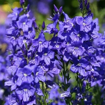 Вероника австрийская в Истре