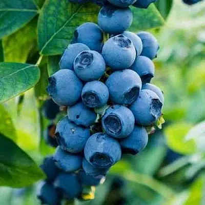 Голубика БОНИФАЦИЙ  Голубика БОНИФАЦИЙ в Истре