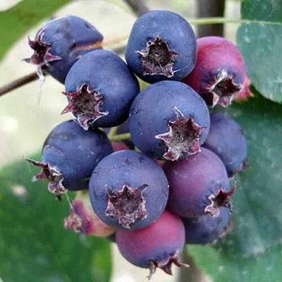 Ирга SLEYT  Ирга SLEYT в Истре