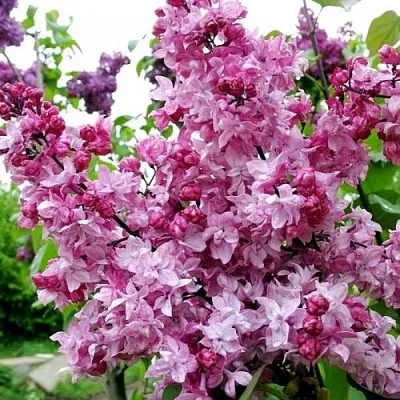 Сирень ОЛИМПИАДА КОЛЕСНИКОВА  Сирень ОЛИМПИАДА КОЛЕСНИКОВА в Истре