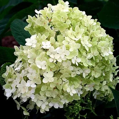 Гортензия СТЕРИЛИС древовидная  в Истре