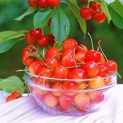 Черешня НАСЛАЖДЕНИЕ  Черешня НАСЛАЖДЕНИЕ в Истре