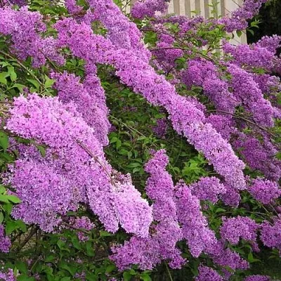 Сирень КИТАЙСКАЯ  Сирень КИТАЙСКАЯ в Истре