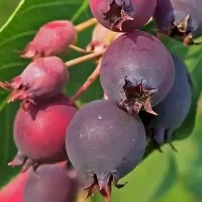 Ирга MANDAN  Ирга MANDAN в Истре