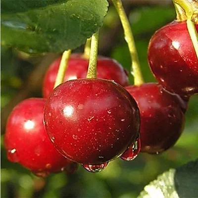 Дюк ПРЕВОСХОДНАЯ ВЕНЬЯМИНОВА  Дюк ПРЕВОСХОДНАЯ ВЕНЬЯМИНОВА в Истре