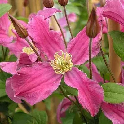 Клематис ИНСПИРЕЙШН ЗОЙН  Клематис ИНСПИРЕЙШН ЗОЙН в Истре