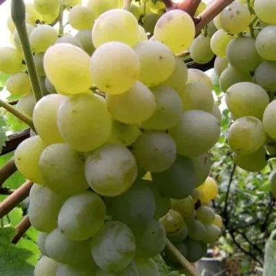 Виноград ТАЛИСМАН в Истре