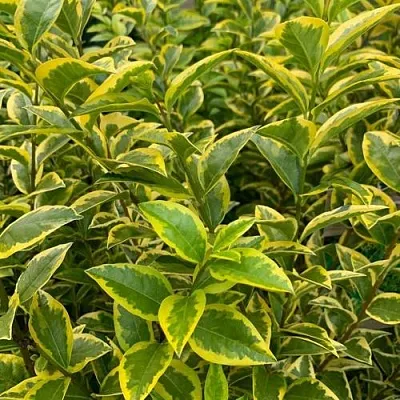Бирючина АУРЕУМ овальнолистная в Истре