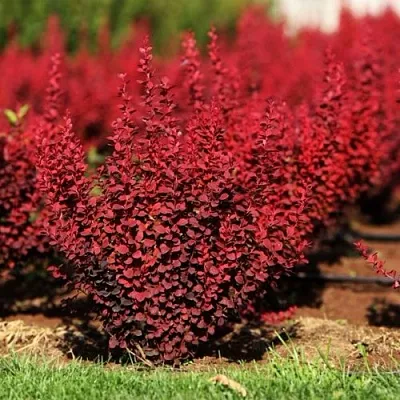 Барбарис ОРАНЖ РОКЕТ тунберга  Барбарис ОРАНЖ РОКЕТ тунберга в Истре