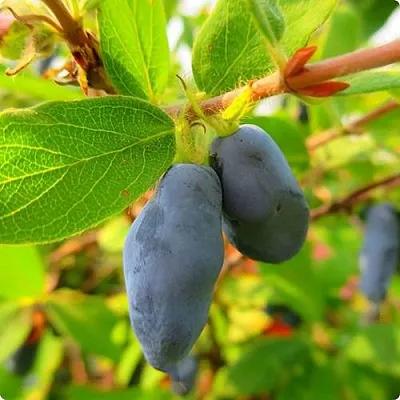 Жимолость съедобная БОРЕАЛ БЛИЗЗАРД (СЕВЕРНАЯ МЕТЕЛЬ)  Жимолость съедобная БОРЕАЛ БЛИЗЗАРД (СЕВЕРНАЯ МЕТЕЛЬ) в Истре