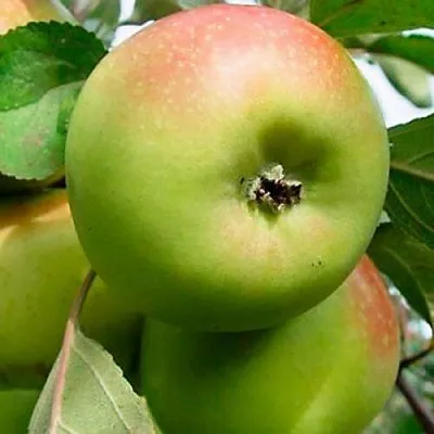 Яблоня БРАТ ЧУДНОГО стелющаяся  Яблоня БРАТ ЧУДНОГО стелющаяся в Истре