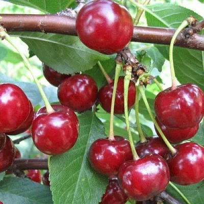 Вишня ТУРГЕНЕВКА в Истре