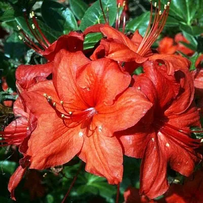 Азалия ДОЛОРОСО листопадная  Азалия ДОЛОРОСО листопадная в Истре