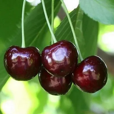 Черешня ЛЕНИНГРАДСКАЯ ЧЁРНАЯ  Черешня ЛЕНИНГРАДСКАЯ ЧЁРНАЯ в Истре