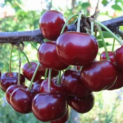 Дюк ИВАНОВНА  Дюк ИВАНОВНА в Истре