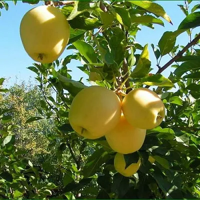 Яблоня ГОЛДЕН МИЛЛЕНИУМ в Истре