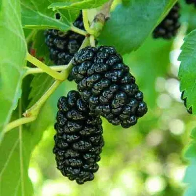 Шелковица  Шелковица в Истре