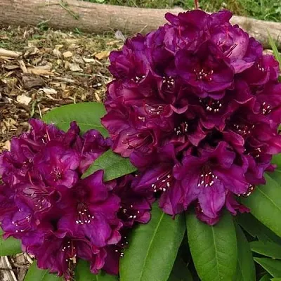 Рододендрон ПОЛАРНАХТ в Истре